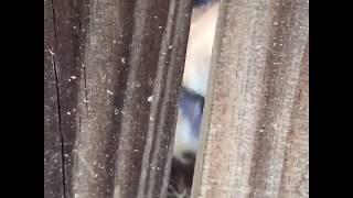 Angry doggo