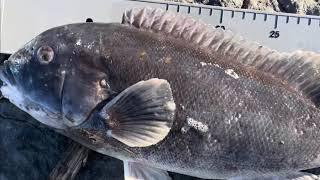 Barnegat lighthouse taug fishing