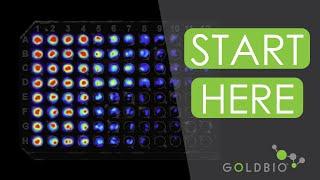 A Crash Course on Luciferase Assays