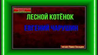 Лесной котёнок — Евгений Чарушин— читает Павел Беседин