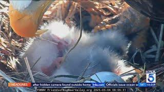 Hatched! Big Bear bald eagle couple welcomes 2 new eaglets