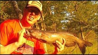 Bank fishing for catfish - Catching catfish with bluegill