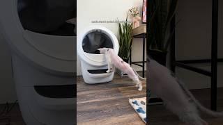 @LitterRobot sent us a Litter-Robot 4! #litterrobot #litterrobotpartner #sphynx #shorts