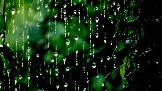 The Best Rain Sound for Relaxation, Deep Sleep to end Stress and Insomnia by long rain sound.