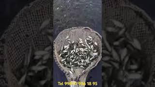 AMUR BALIK CHAVOQLARI SOTILADI MALUMOT UCHUN TEL 99890-986-18-95