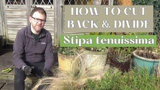 How to Cut Back & Divide Stipa tenuissima | Pruning and Dividing Stipa Grass (Mexican Feathergrass)