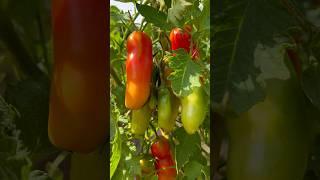 Tomate „Kasanova“  Томат «Казанова» #garden #tomate #kasanova #томат #казанова