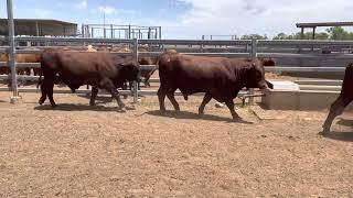 2 year old bulls for sale. 10/2/23