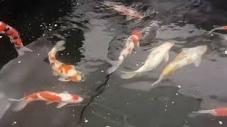 Koi Carp 45cm to 55cm from Yoshikigoi Poland now at Derbyshire Koi