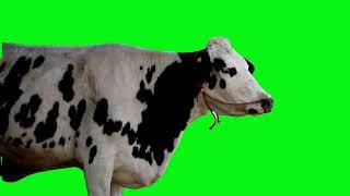 free green screen video cow milk #greenscreen #freegreenscreen #cowmilk #cowcartoon #cow #cowvideos