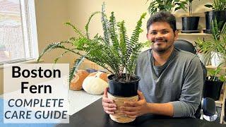 Boston Fern Complete Care Guide | Easiest Way To Avoid Brown and Yellow Leaves