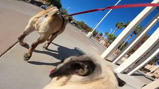 DogGoPro with Luke and Leia and Mochi