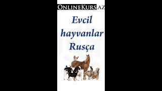 Rusça evcil hayvanlar