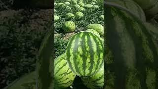 Watermelon Fruit #satisfying #sounds #video #yummy #healthy #tiktok #trending #shorts