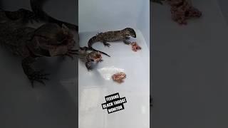 Feeding Black Throat Monitor #blackthroatmonitor #biawak #varanus #salvator #reptile #shorts #foryou
