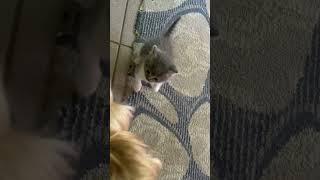 Пугает Лану..)#shorts #tiktok #cat #cute #кузенька #animals #kitten