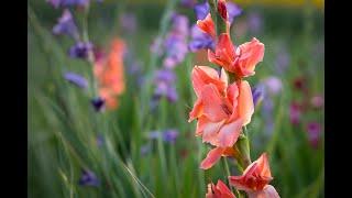 How to plant and care for Gladiolus