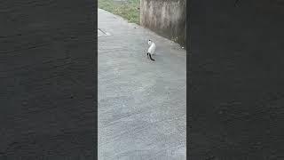 My Crazy Cat Adventure! What Happened When I Found Stray Cats in the Philippines? #Shorts