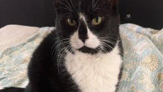 Cat videos JTB is live! Three Cats, One Cozy Stream – Come Hang Out 