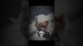 MOTHER CATS PROTECTING  part 2