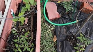 Tomatoes! Easy Garden !