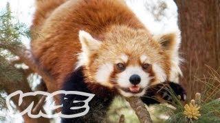 Cute Red Pandas! | The Cute Show