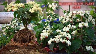 Bleeding Heart Plant Care I Pabitra Garden