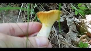 Kantarell. Rebozuelo. Cantharellus cibarius y pallens. Stockholm. Sweden.