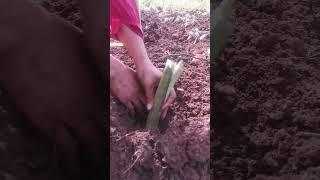 growing root taro tips : sunny location, create mounds of soil, plant the tubers, water consistently