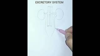 How to draw human excretory system easily