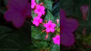 Raat Ke Rani ke flowers