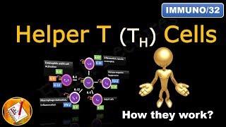 Helper T Cells: TH1 cells,  TH2 cells,  TH17 cells,  TFH cells and Treg cells (FL-Immuno/32)