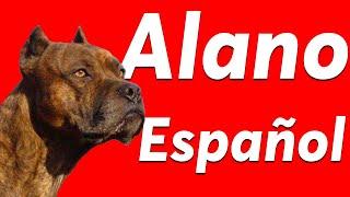 ALANO ESPAÑOL  (Origen - Características - Comportamiento - Cuidados)