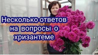 Хризантема. Отвечаю на ваши вопросы. Часть 1