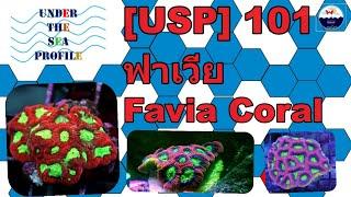 [USP] 101 Favia coral ปะการังวงแหวน