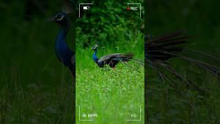 wildlife photography #peacock#nature#wildlifephotography#wildlife#ytshorts#photography