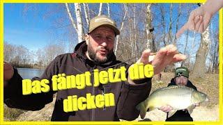 Fishing in spring for large peaceful fish with this method it now works with the carp