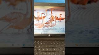 How to Take a Screenshot on an HP Laptop and PC