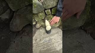 This Man’s Ferret Had the Smartest Job Ever!