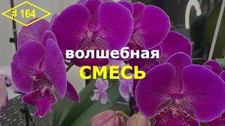 # 164 Чтобы орхидеи были здоровыми и пышно цвели … #ОрхидейнаяАптека