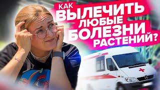 КАК ДЕШЕВО ВЫЛЕЧИТЬ ЛЮБЫЕ БОЛЕЗНИ РАСТЕНИЙ?