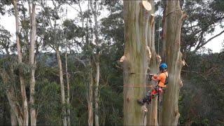 200 foot Tree Removal