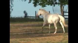 Appaloosa / Sportaloosa stallion at stud in South Australia - Cayuse Skip 'O The Moon