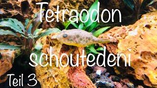 TEIL 3  Tetraodon schoutedeni #Tetraodon