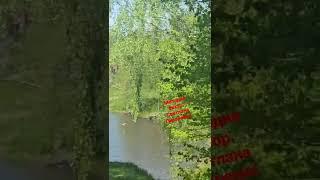 Мелодия автор.Светлана Писаренко 