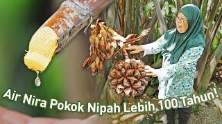 Minum Air Nira Dalam Ladang Pokok Nipah. Cantik & Redup Macam Taman | Ladang Nipah Ismail Che Kar