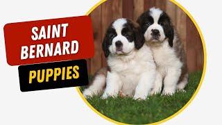 Saint Bernard Puppies: The Ultimate Guide to Caring for Your Puppy