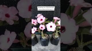 Rare Single petal Pink Adenium Varieties Online Shoppen 🪴 #adenium #plants #garden