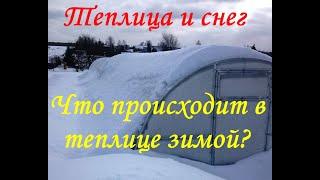 Что происходит в теплице зимой. Как зимует клубника в теплице.