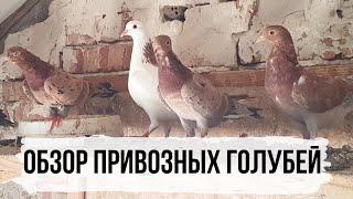 Обзор привозных голубей с Республики Дагестан. Bakı göyərçinlər. Pigeons. Tauben